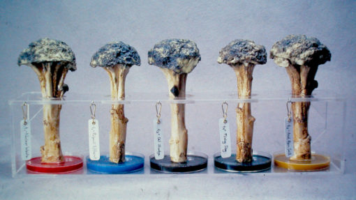 Tree Growth Enhancement Project: Five Treatments - Image 2