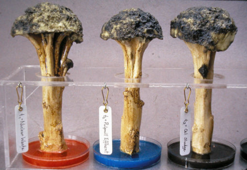 Tree Growth Enhancement Project: Five Treatments
