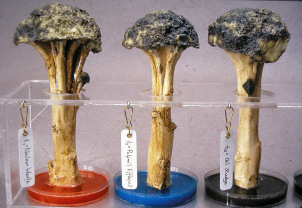 Tree Growth Enhancement Project: Five Treatments